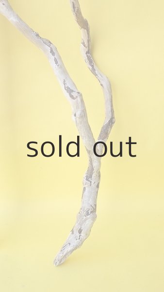 画像4: 枝流木 (4)