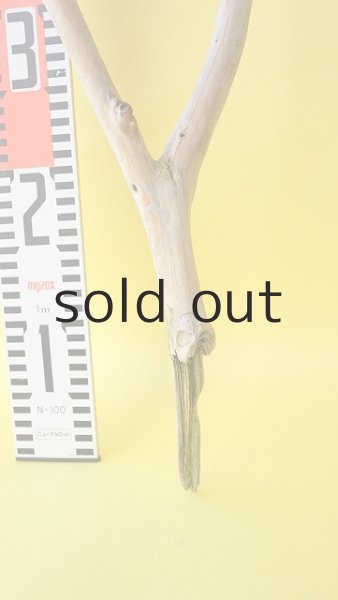 画像5: 枝流木 (5)