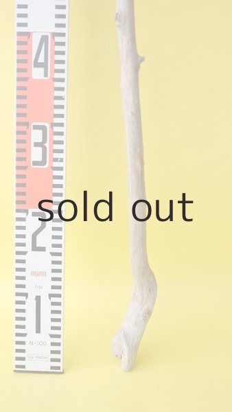 画像5: 枝流木 (5)