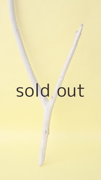 画像2: 枝流木 (2)