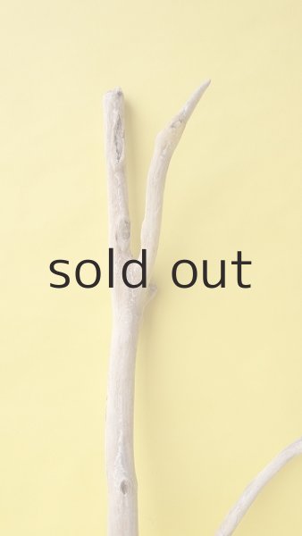 画像3: 枝流木 (3)