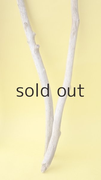 画像5: 枝流木セット (5)