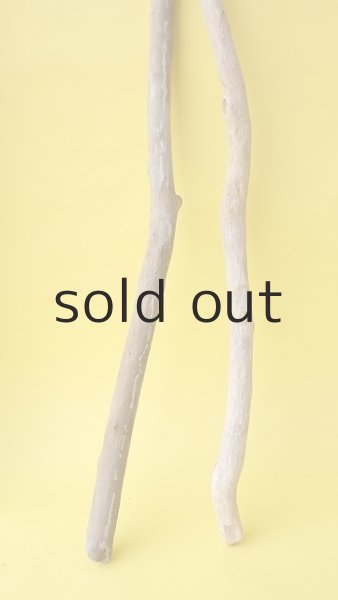 画像5: 枝流木セット (5)