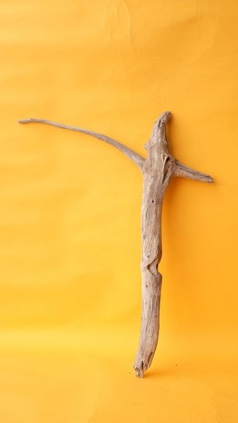 画像1: 幹流木 (1)