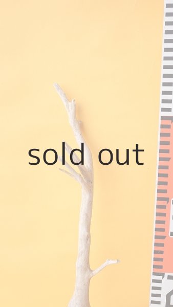 画像7: 流木根セット (7)