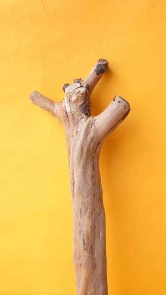 画像3: 幹流木 (3)