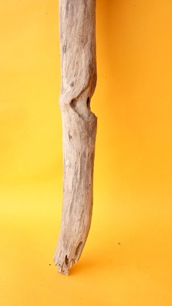 画像2: 幹流木 (2)