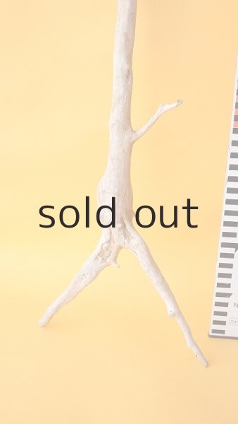 画像6: 流木根セット (6)