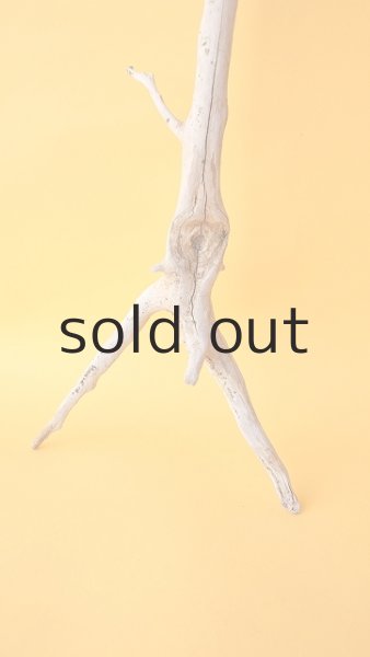 画像2: 流木根セット (2)