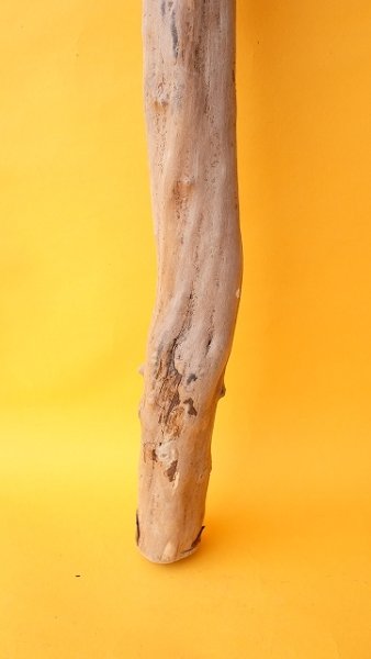 画像2: 幹流木 (2)