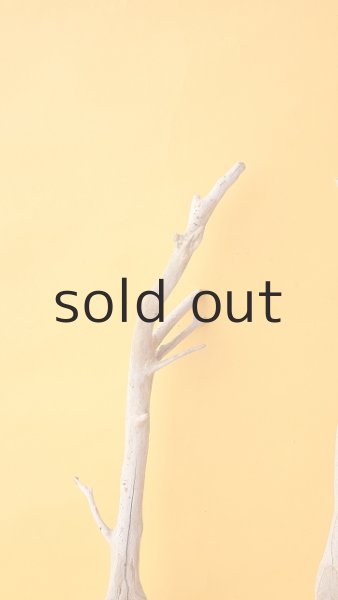 画像3: 流木根セット (3)