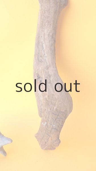 画像2: 変形流木 (2)