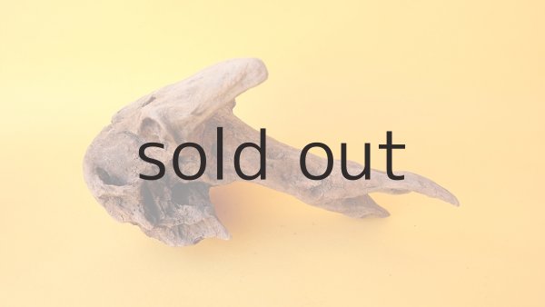 画像2: 変形流木 (2)