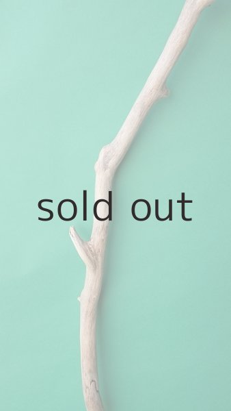 画像3: 幹流木 (3)