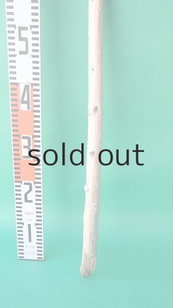 画像5: 棒流木 (5)