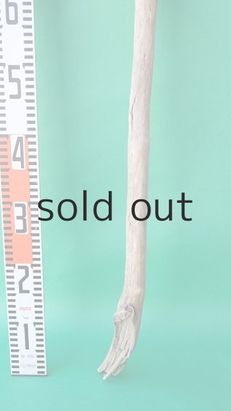 画像6: 幹流木 (6)