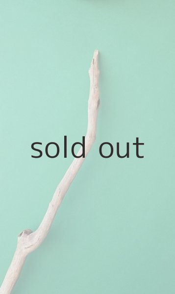 画像5: 幹流木 (5)