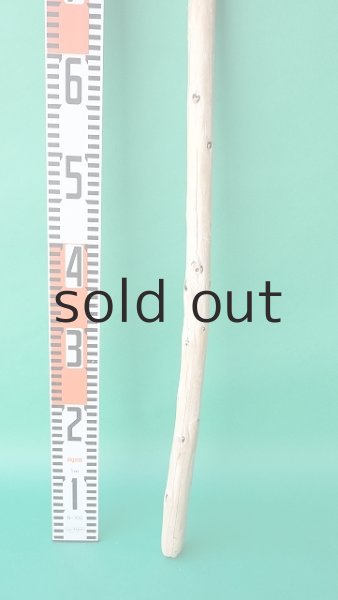 画像5: 棒流木 (5)