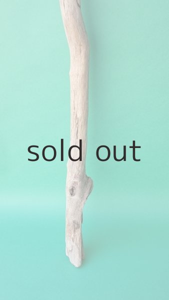 画像2: 幹流木 (2)