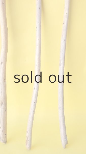 画像3: 棒流木セット (3)