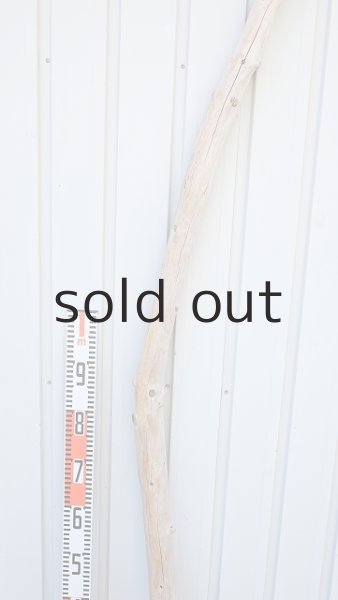 画像7: 幹流木・長尺 (7)