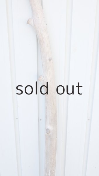 画像3: 幹流木・長尺 (3)