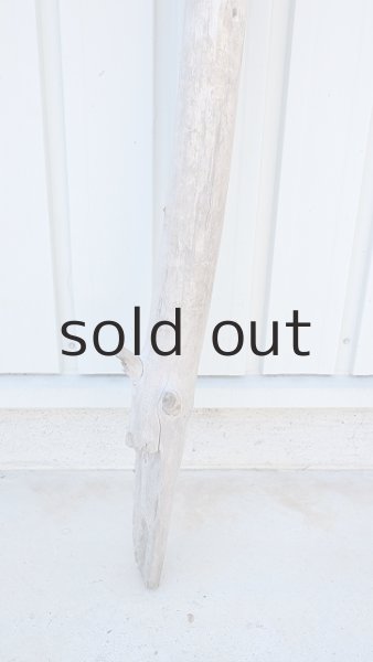 画像2: 幹流木・長尺 (2)