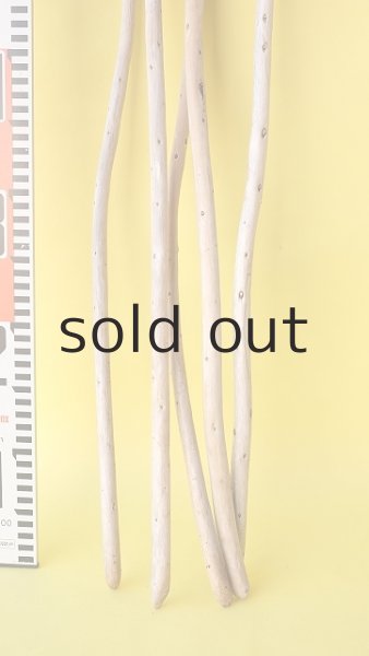 画像6: 棒流木セット (6)