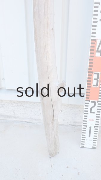 画像6: 幹流木・長尺 (6)