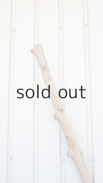 画像5: 幹流木・長尺 (5)