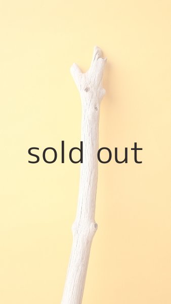 画像3: 枝流木 (3)