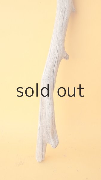 画像2: 枝流木 (2)