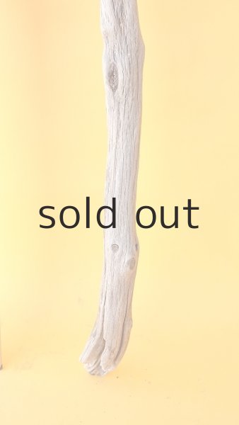 画像5: 枝流木 (5)