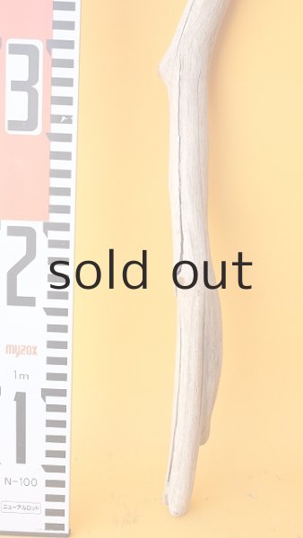 画像5: 枝流木 (5)