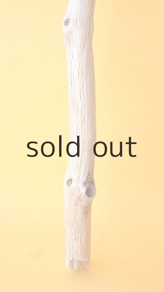 画像2: 枝流木 (2)