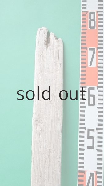 画像8: 板流木セット (8)