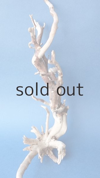 画像2: 流木根セット (2)