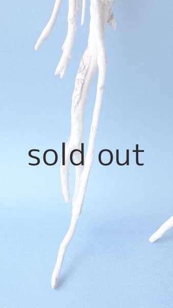 画像2: 流木根セット (2)