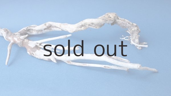 画像6: 流木根セット (6)