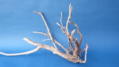 画像1: 流木根