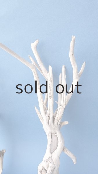 画像4: 流木根セット (4)