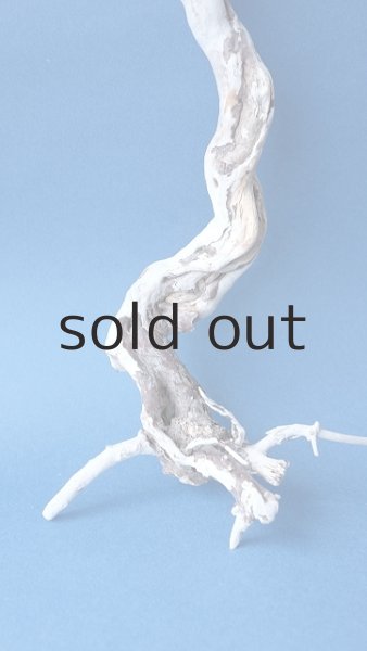 画像4: 流木根セット (4)