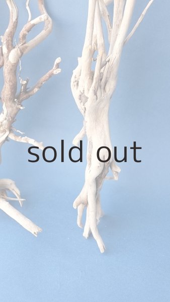 画像7: 流木根セット (7)