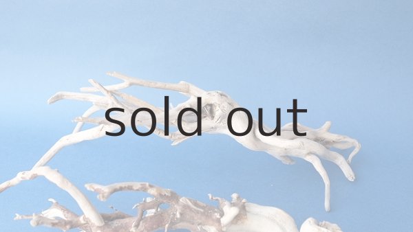 画像6: 流木根セット (6)