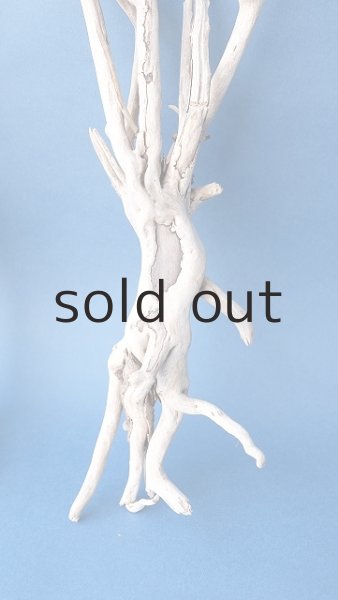 画像3: 流木根セット (3)