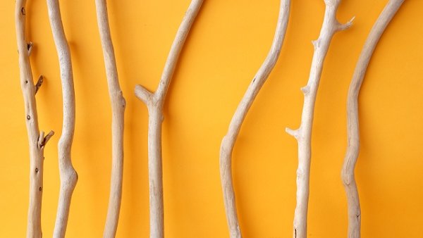 画像3: 小枝流木セット (3)