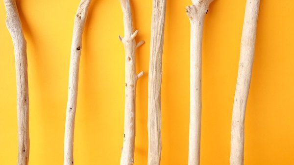 画像3: 小枝流木セット (3)