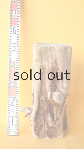 画像2: 幹流木 (2)