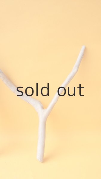 画像4: 小枝流木セット (4)