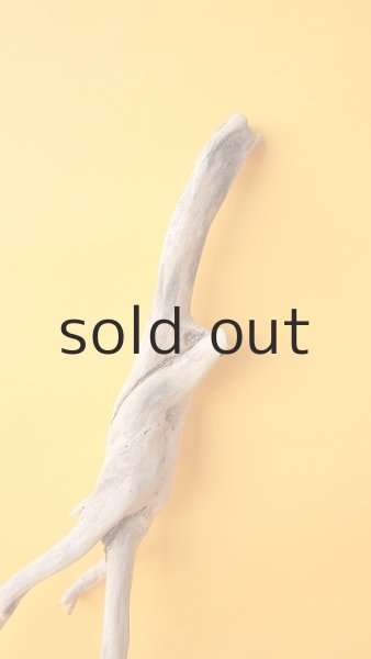 画像4: 流木根 (4)